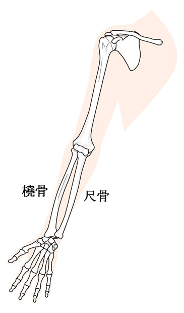腕の骨
